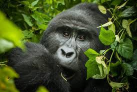 Rwenzori Trek